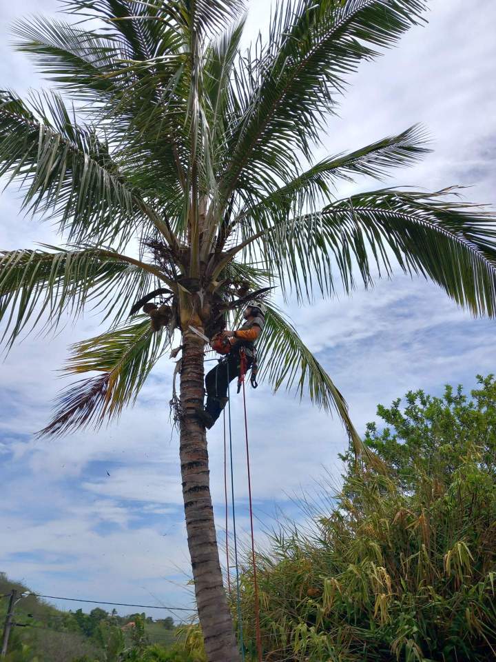 Nous sommes à votre service pour élaguer ou abattre des arbres dangereux à La Réunion. 
