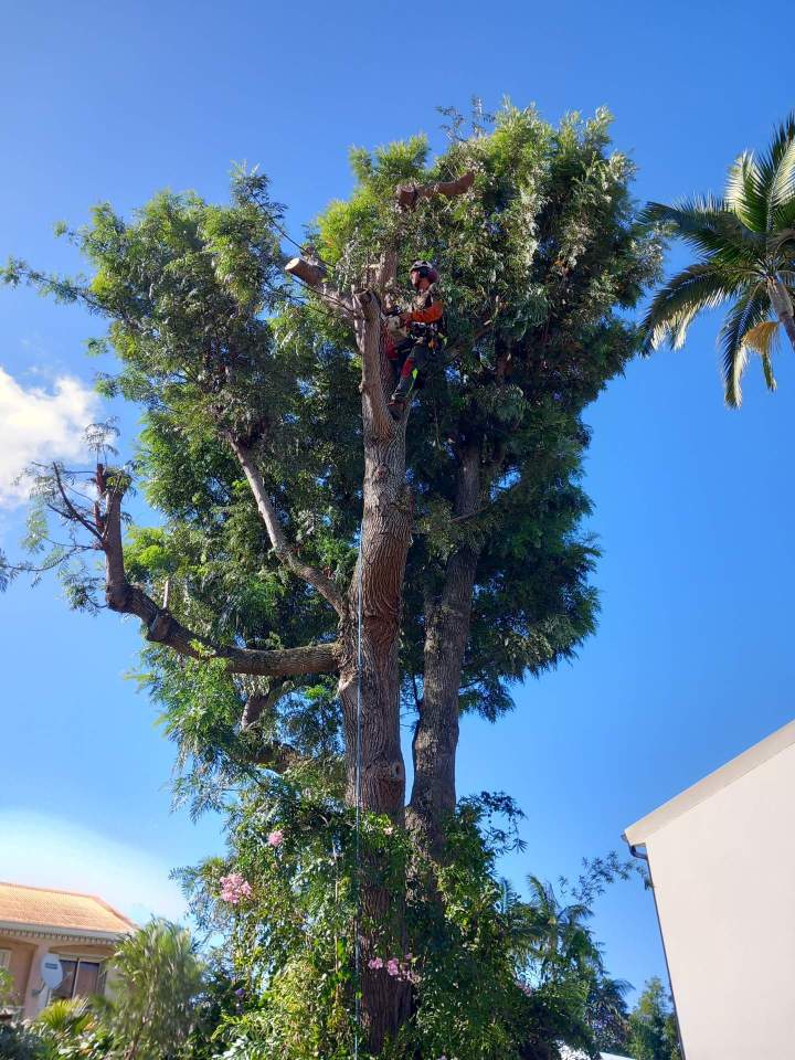 Élagage abattage arbre La Réunion