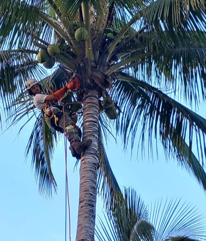 Nous sommes à votre service pour élaguer ou abattre des arbres dangereux à La Réunion. 