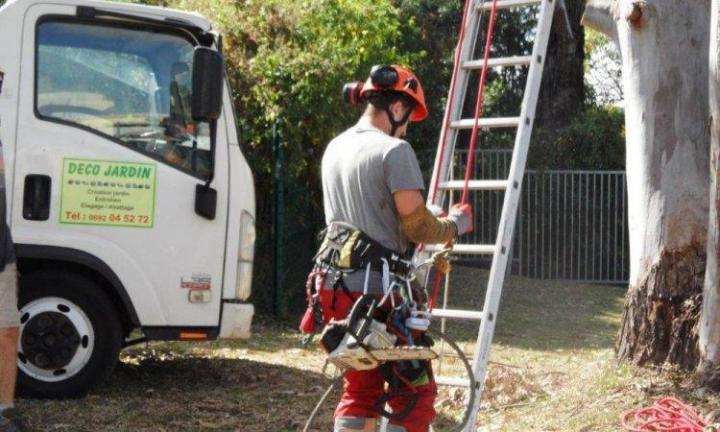Élagage abattage arbre La Réunion